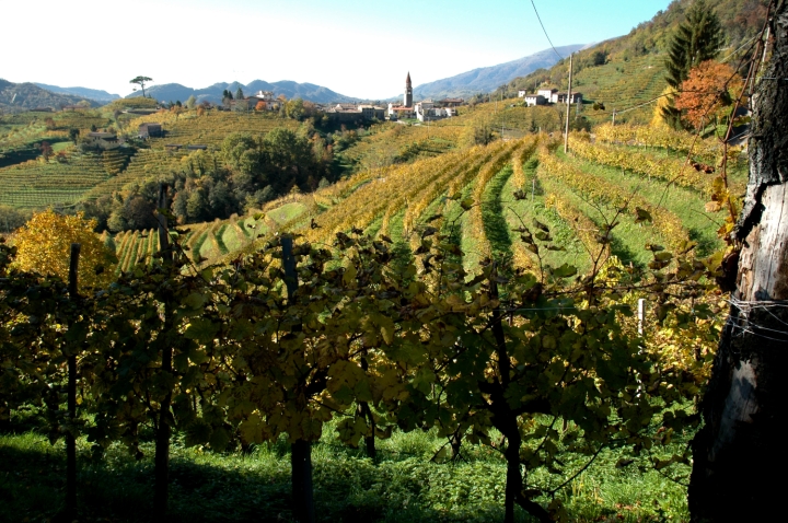 prosecco DOCG vineyards in Rolle